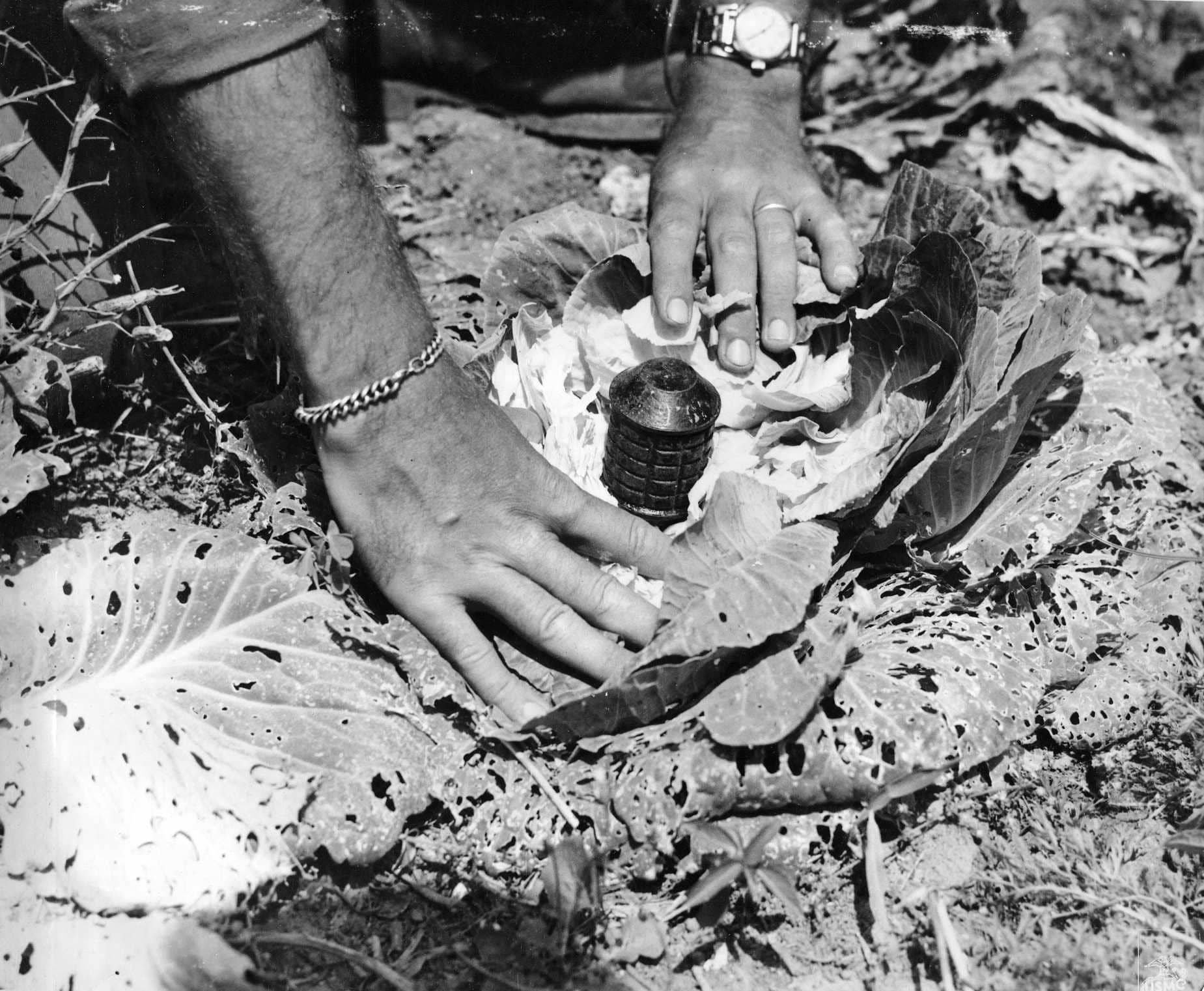 1945年4月，冲绳列岛上，日军利用九七式手榴弹设置的「卷心菜」诡雷。